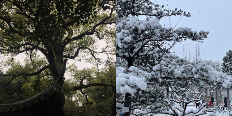 北京的树